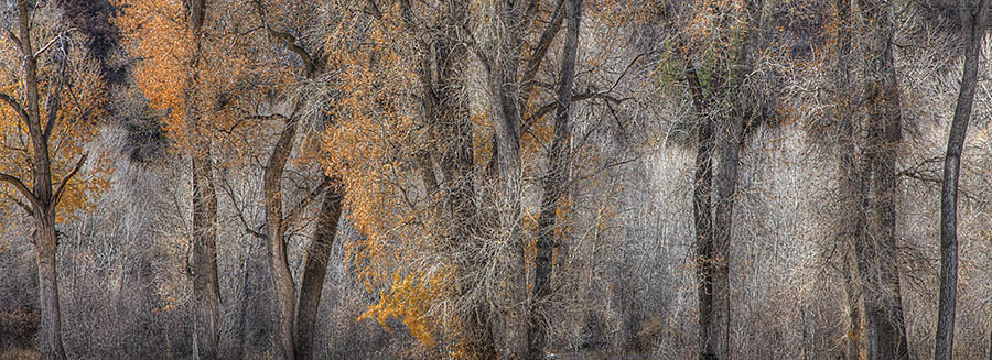 Avi Cohen - Cottonwood Trees in Fall - 2014 Epson Pano Silver Award Winner